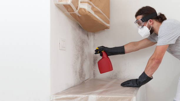 Professional Attic Mold Remediation technician working in Brighton, MI