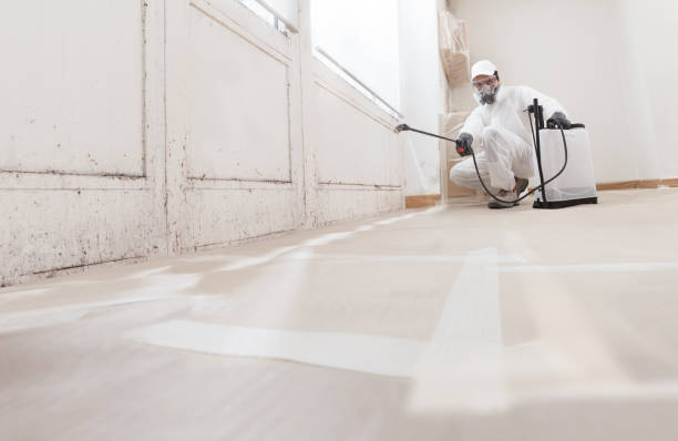 24/7 Emergency Attic Mold Remediation experts in Brighton, MI