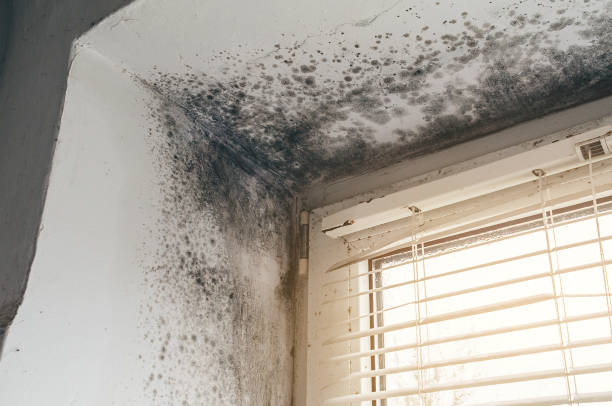 Affordable Attic Mold Remediation solutions in Brighton, MI