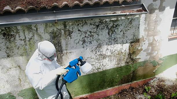 Top rated local Attic Mold Remediation specialists in Brighton, MI